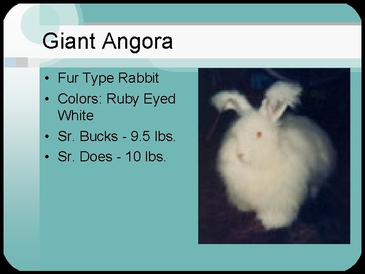 Giant Angora • Fur Type Rabbit • Colors: Ruby Eyed White • Sr. Bucks