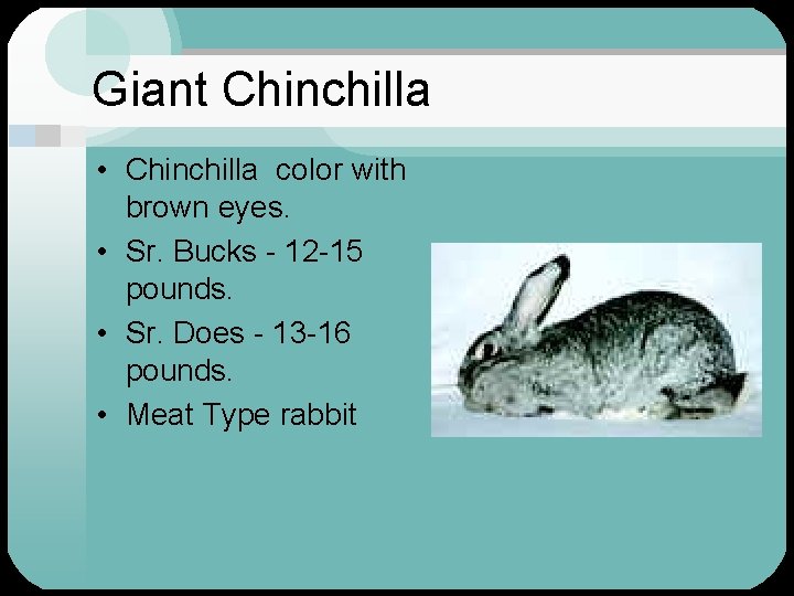 Giant Chinchilla • Chinchilla color with brown eyes. • Sr. Bucks - 12 -15