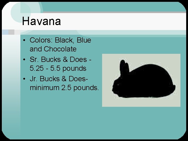 Havana • Colors: Black, Blue and Chocolate • Sr. Bucks & Does 5. 25