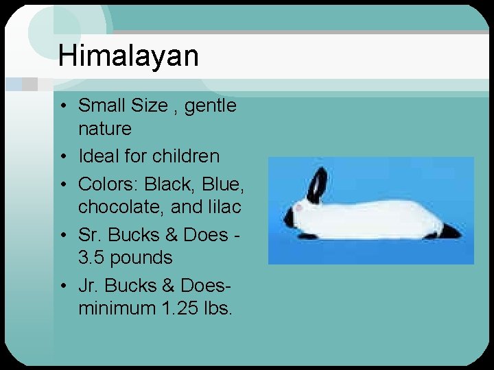 Himalayan • Small Size , gentle nature • Ideal for children • Colors: Black,