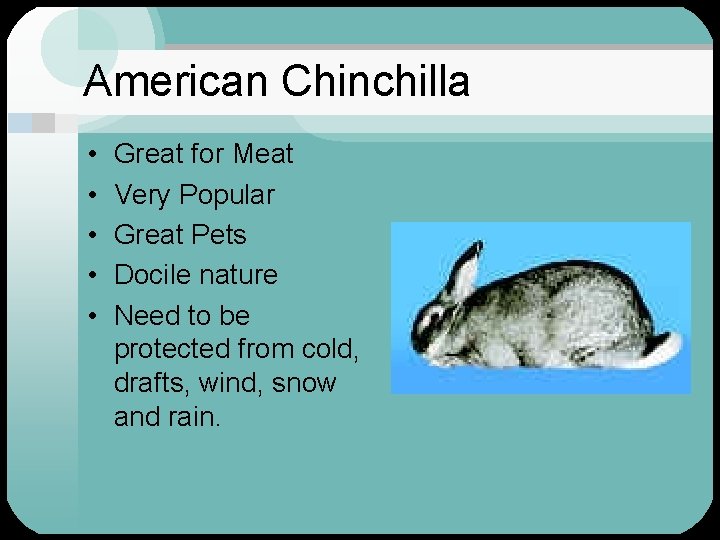 American Chinchilla • • • Great for Meat Very Popular Great Pets Docile nature