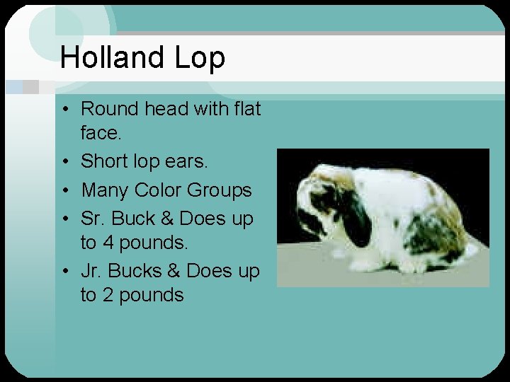 Holland Lop • Round head with flat face. • Short lop ears. • Many