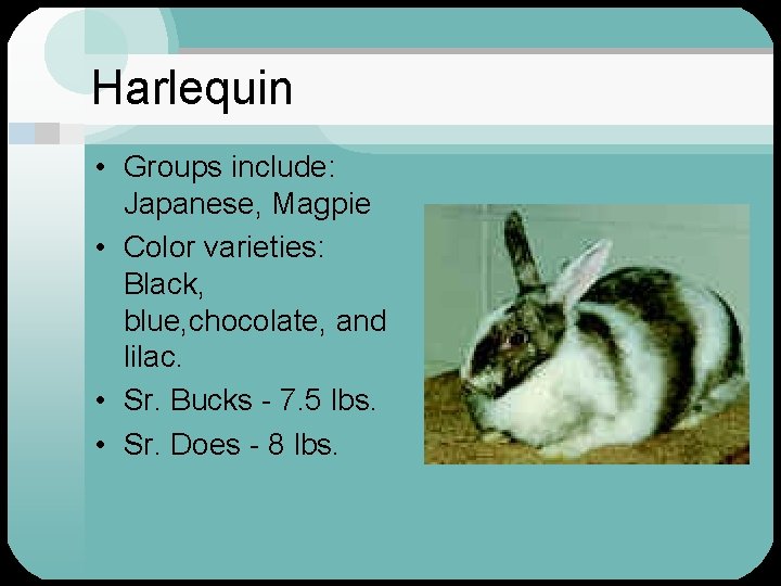 Harlequin • Groups include: Japanese, Magpie • Color varieties: Black, blue, chocolate, and lilac.