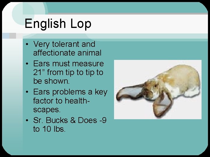 English Lop • Very tolerant and affectionate animal • Ears must measure 21” from