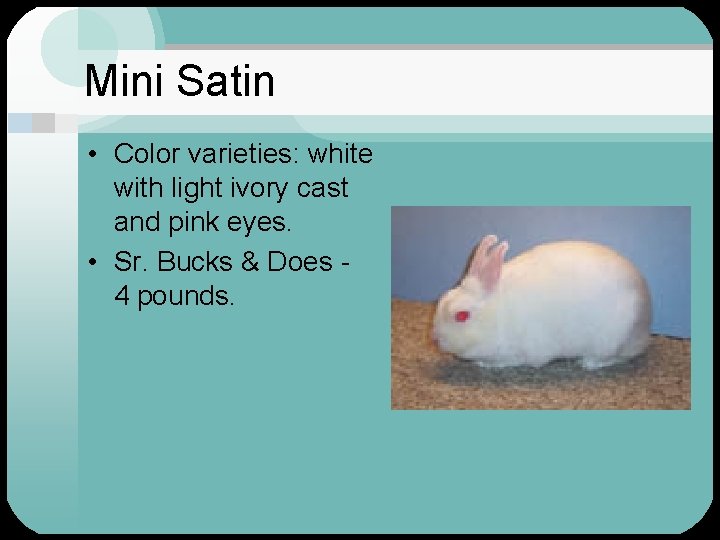Mini Satin • Color varieties: white with light ivory cast and pink eyes. •
