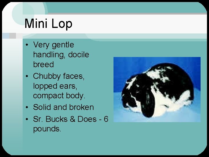 Mini Lop • Very gentle handling, docile breed • Chubby faces, lopped ears, compact