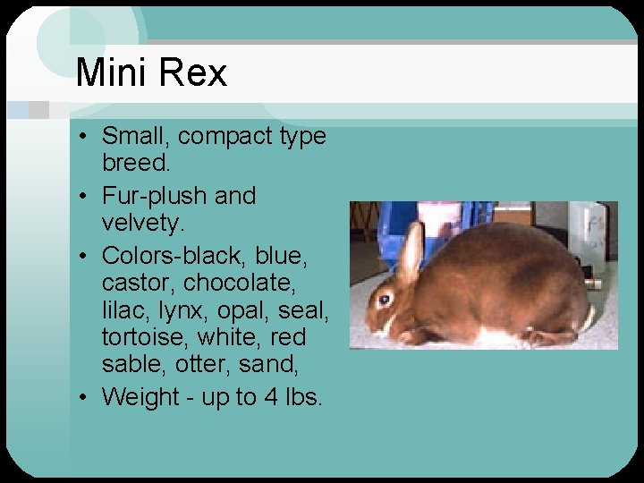 Mini Rex • Small, compact type breed. • Fur-plush and velvety. • Colors-black, blue,