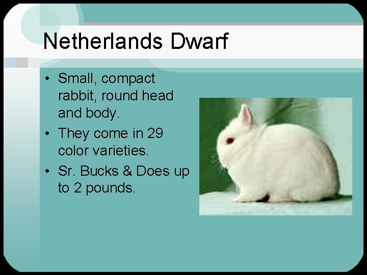 Netherlands Dwarf • Small, compact rabbit, round head and body. • They come in