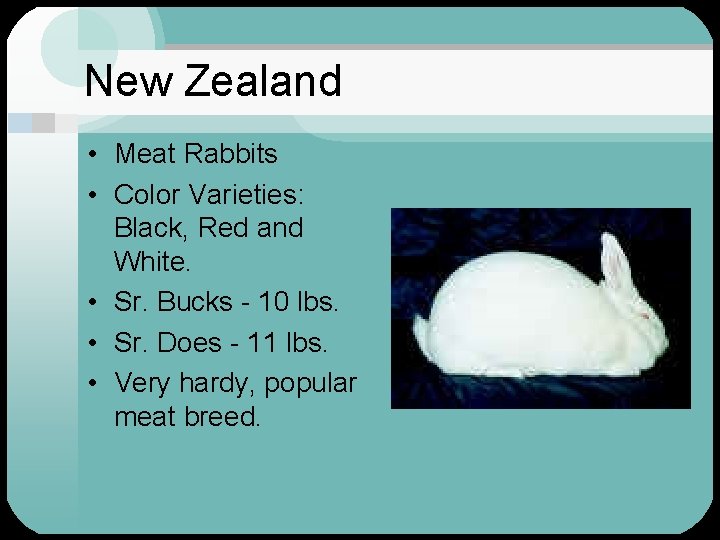 New Zealand • Meat Rabbits • Color Varieties: Black, Red and White. • Sr.