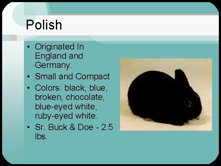 Polish • Originated In England Germany. • Small and Compact • Colors: black, blue,