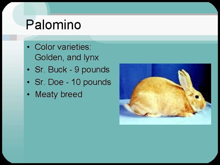 Palomino • Color varieties: Golden, and lynx • Sr. Buck - 9 pounds •