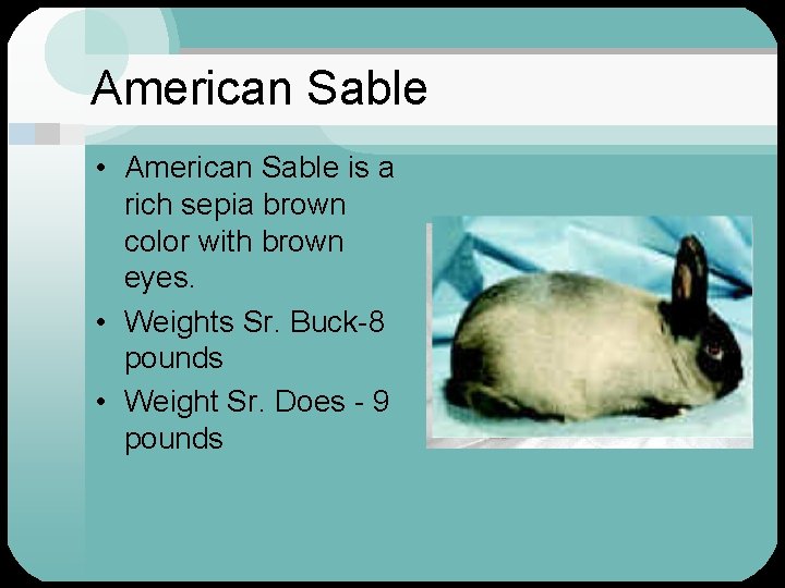 American Sable • American Sable is a rich sepia brown color with brown eyes.