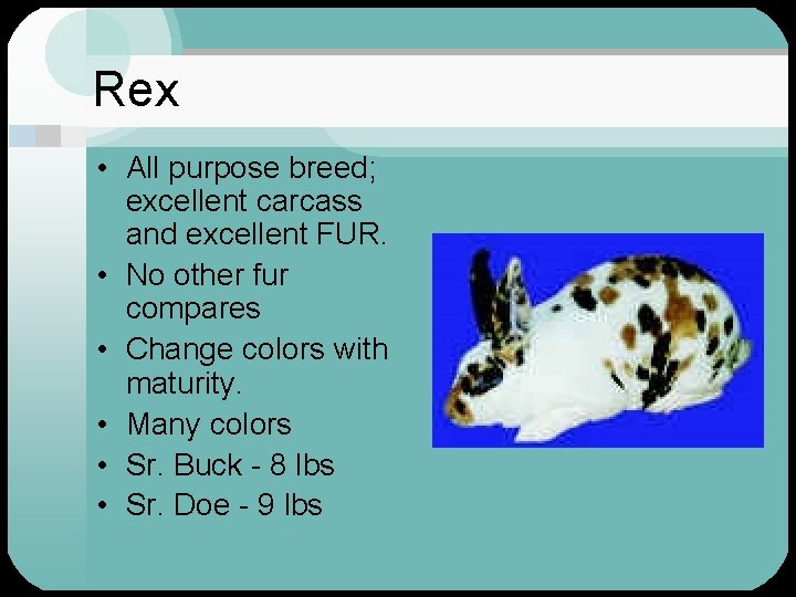 Rex • All purpose breed; excellent carcass and excellent FUR. • No other fur