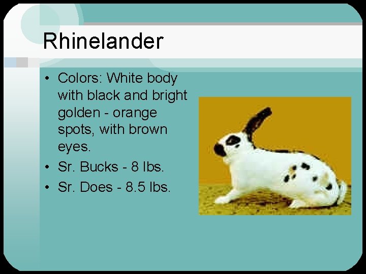 Rhinelander • Colors: White body with black and bright golden - orange spots, with