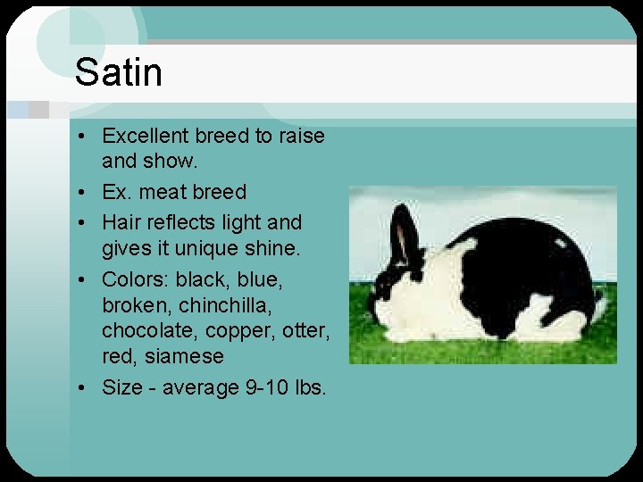Satin • Excellent breed to raise and show. • Ex. meat breed • Hair
