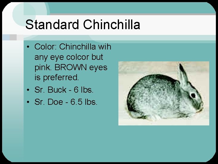 Standard Chinchilla • Color: Chinchilla wih any eye colcor but pink. BROWN eyes is