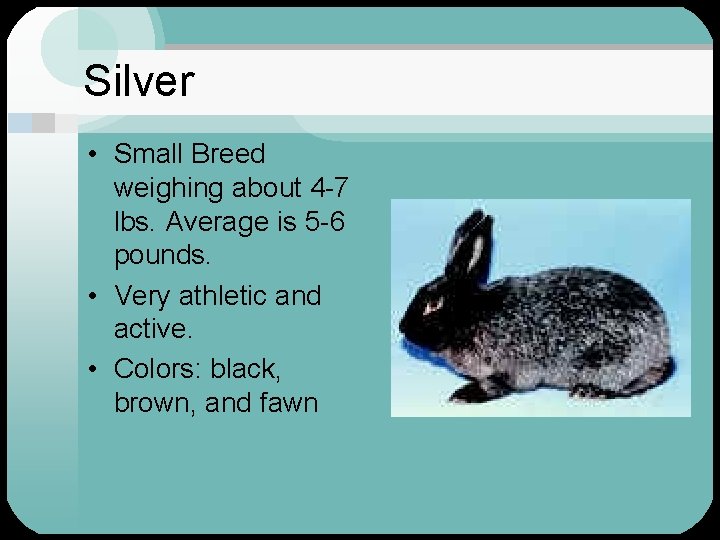 Silver • Small Breed weighing about 4 -7 lbs. Average is 5 -6 pounds.