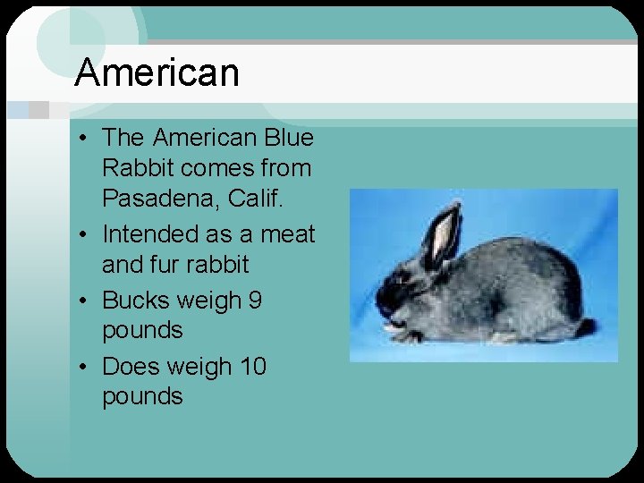 American • The American Blue Rabbit comes from Pasadena, Calif. • Intended as a