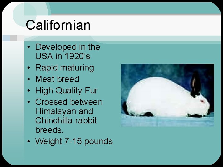 Californian • Developed in the USA in 1920’s • Rapid maturing • Meat breed