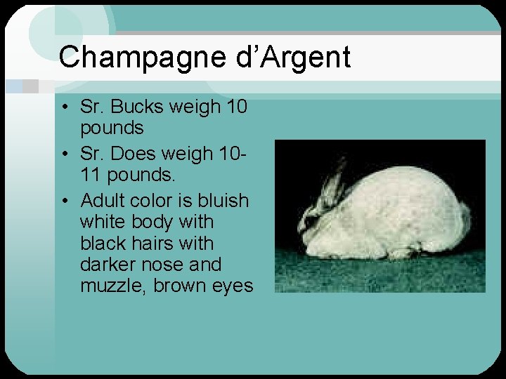 Champagne d’Argent • Sr. Bucks weigh 10 pounds • Sr. Does weigh 1011 pounds.