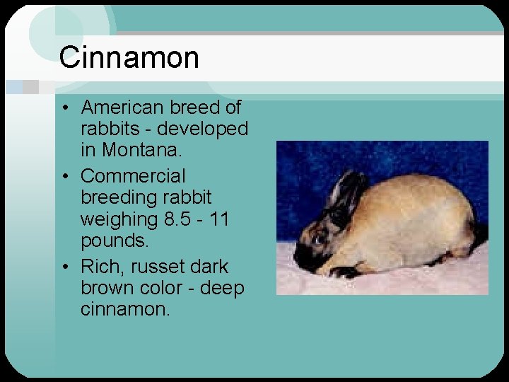 Cinnamon • American breed of rabbits - developed in Montana. • Commercial breeding rabbit