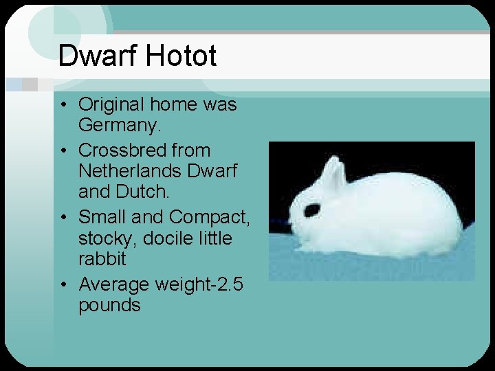 Dwarf Hotot • Original home was Germany. • Crossbred from Netherlands Dwarf and Dutch.