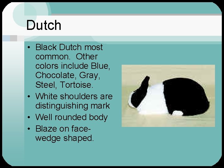 Dutch • Black Dutch most common. Other colors include Blue, Chocolate, Gray, Steel, Tortoise.