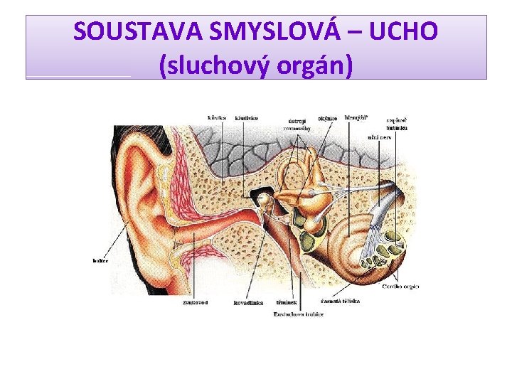 SOUSTAVA SMYSLOVÁ – UCHO (sluchový orgán) 