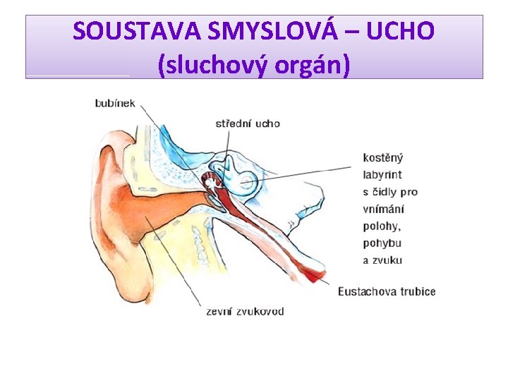 SOUSTAVA SMYSLOVÁ – UCHO (sluchový orgán) 