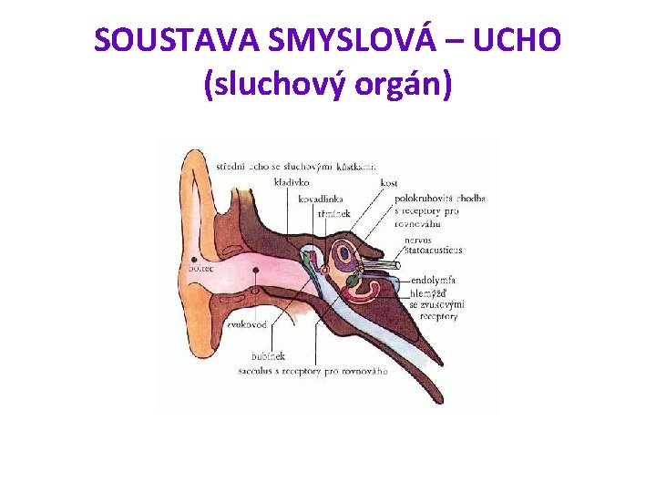 SOUSTAVA SMYSLOVÁ – UCHO (sluchový orgán) 