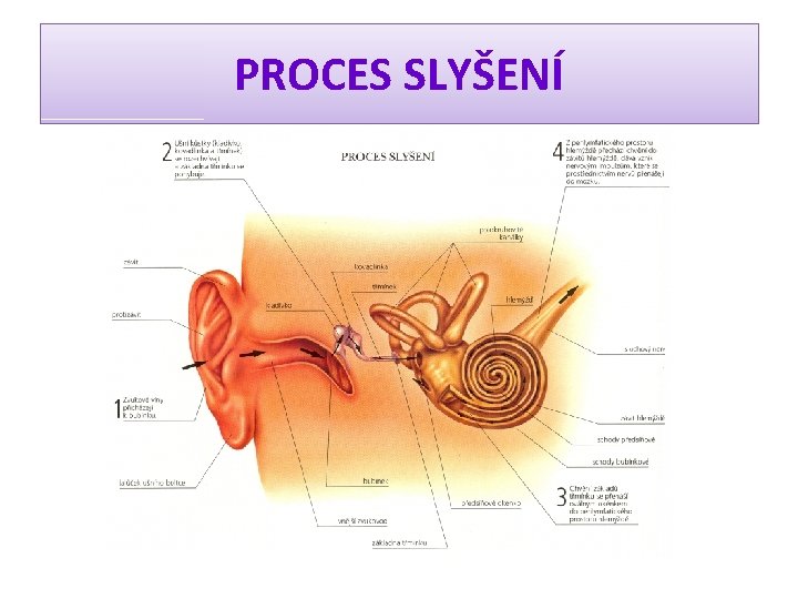 PROCES SLYŠENÍ 