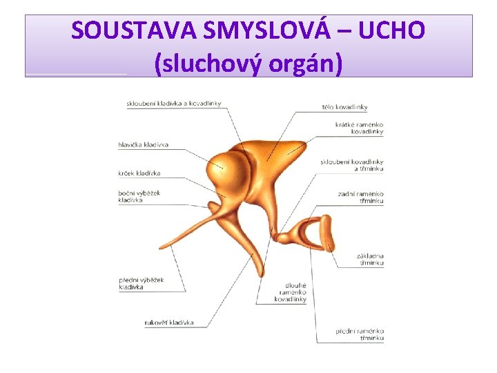 SOUSTAVA SMYSLOVÁ – UCHO (sluchový orgán) 