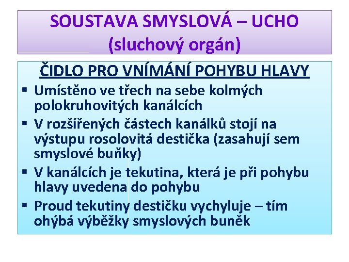 SOUSTAVA SMYSLOVÁ – UCHO (sluchový orgán) ČIDLO PRO VNÍMÁNÍ POHYBU HLAVY § Umístěno ve