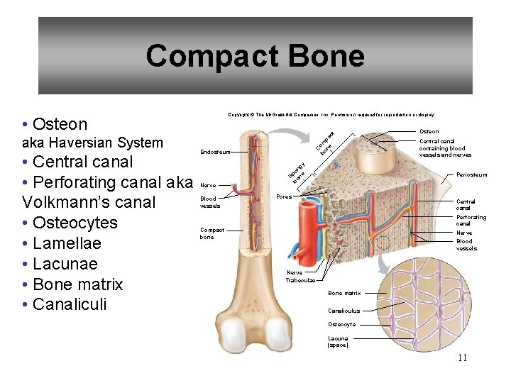 Compact Bone • Osteon • Central canal • Perforating canal aka Volkmann’s canal •