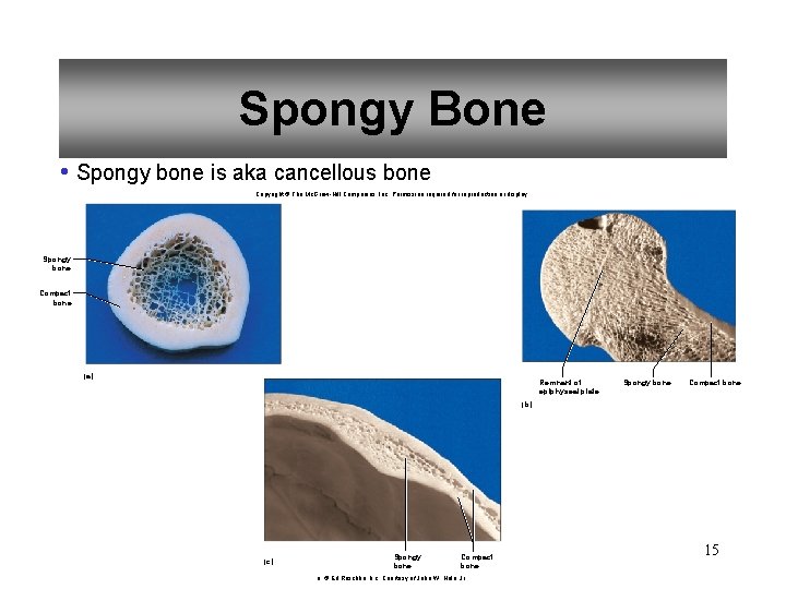 Spongy Bone • Spongy bone is aka cancellous bone Copyright © The Mc. Graw-Hill