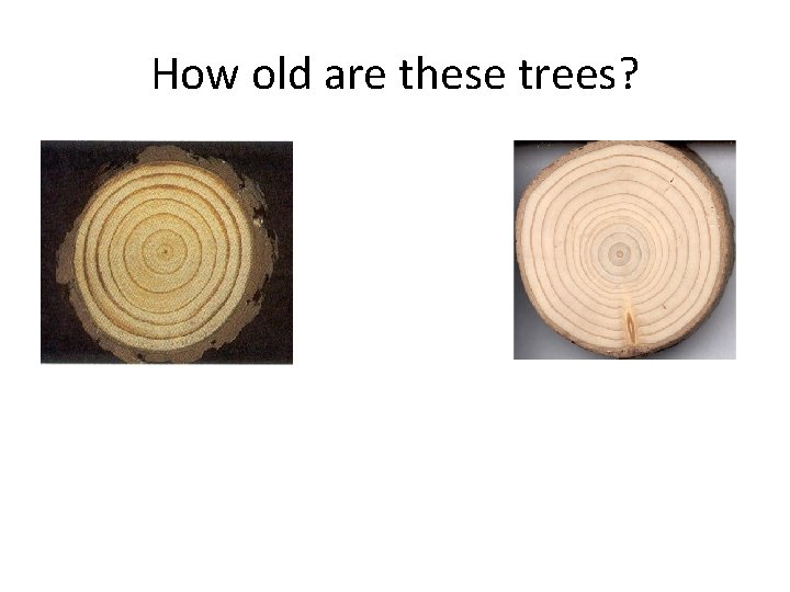 How old are these trees? 