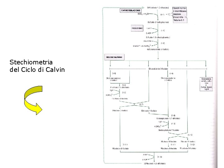 Stechiometria del Ciclo di Calvin 