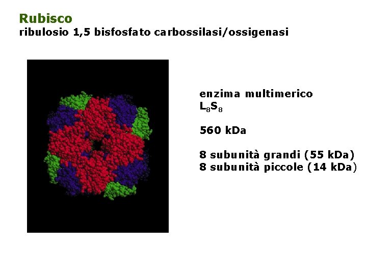 Rubisco ribulosio 1, 5 bisfosfato carbossilasi/ossigenasi enzima multimerico L 8 S 8 560 k.