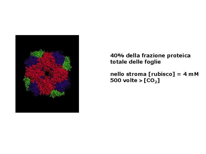 40% della frazione proteica totale delle foglie nello stroma [rubisco] = 4 m. M