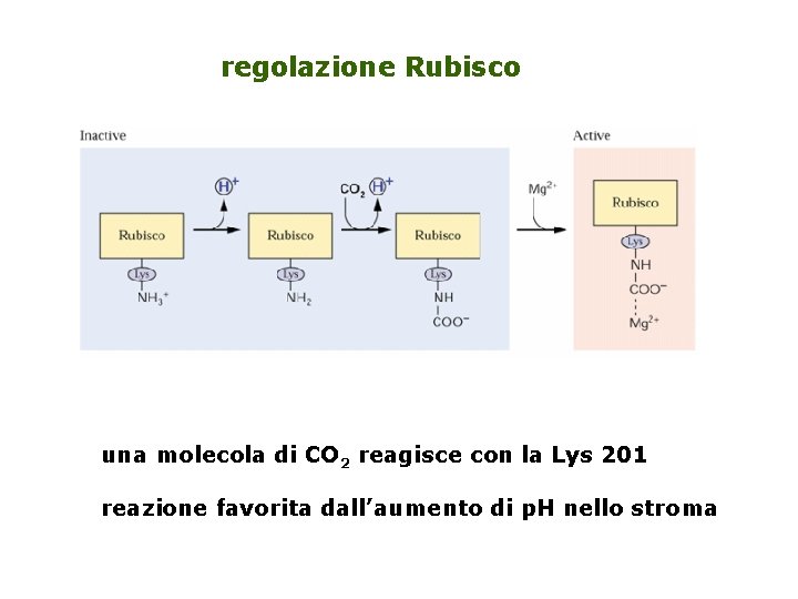 regolazione Rubisco una molecola di CO 2 reagisce con la Lys 201 reazione favorita