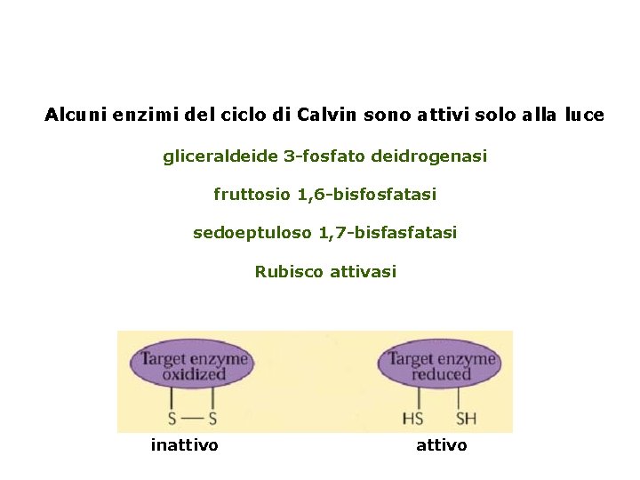 Alcuni enzimi del ciclo di Calvin sono attivi solo alla luce gliceraldeide 3 -fosfato
