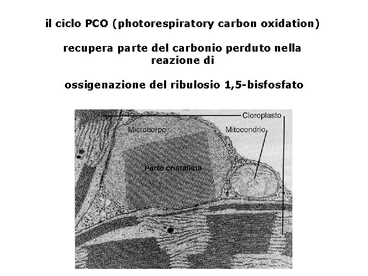 il ciclo PCO (photorespiratory carbon oxidation) recupera parte del carbonio perduto nella reazione di