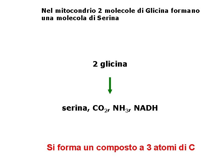 Nel mitocondrio 2 molecole di Glicina formano una molecola di Serina 2 glicina serina,