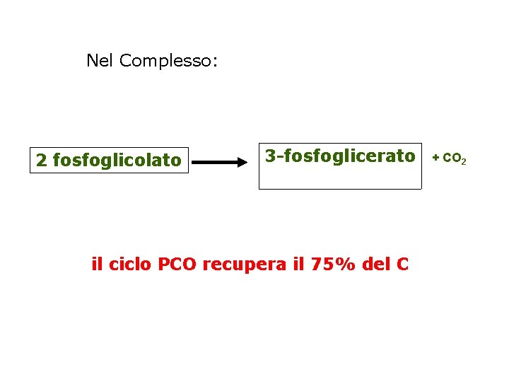 Nel Complesso: 2 fosfoglicolato 3 -fosfoglicerato il ciclo PCO recupera il 75% del C