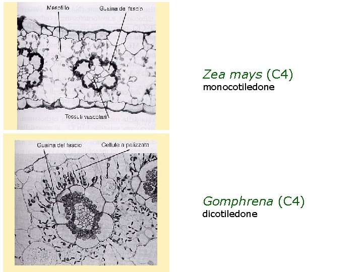 Zea mays (C 4) monocotiledone Gomphrena (C 4) dicotiledone 