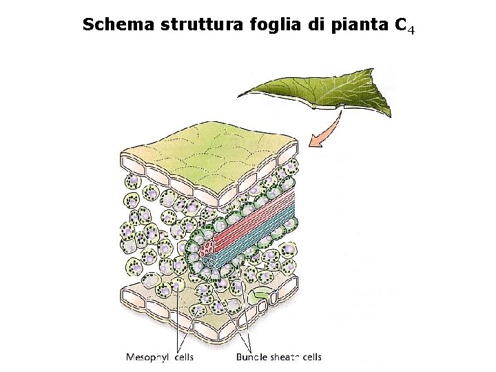 Schema struttura foglia di pianta C 4 