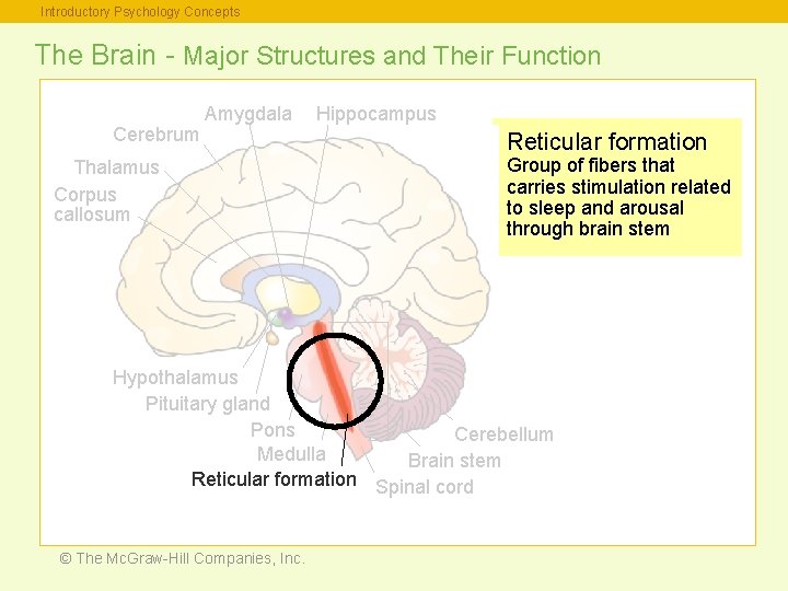 Introductory Psychology Concepts The Brain - Major Structures and Their Function Cerebrum Amygdala Thalamus