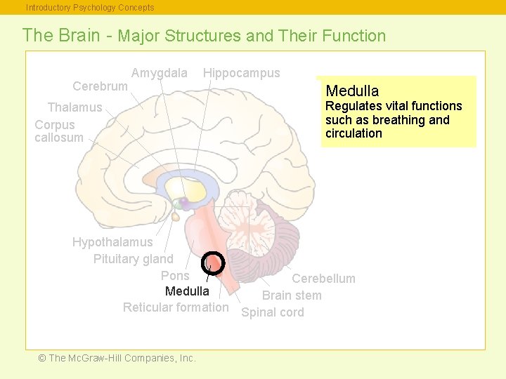 Introductory Psychology Concepts The Brain - Major Structures and Their Function Cerebrum Amygdala Thalamus