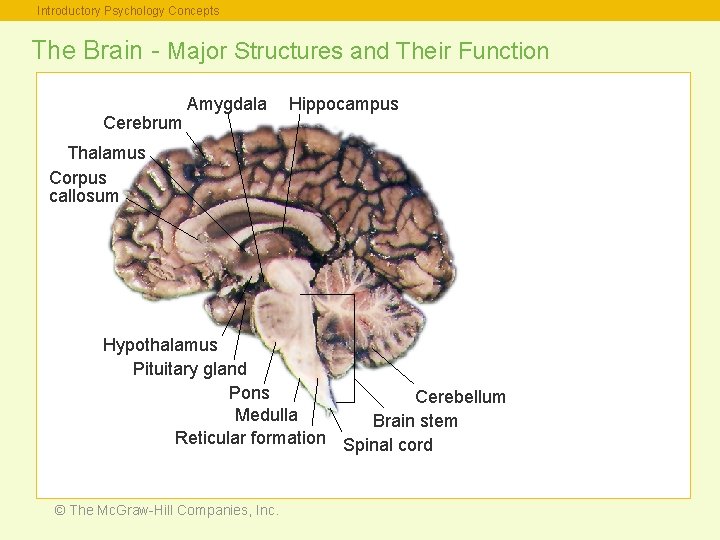 Introductory Psychology Concepts The Brain - Major Structures and Their Function Cerebrum Amygdala Hippocampus