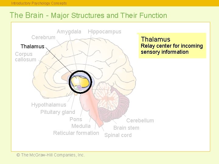 Introductory Psychology Concepts The Brain - Major Structures and Their Function Cerebrum Amygdala Thalamus